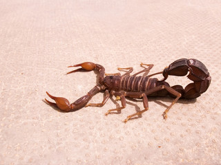 Scorpion. Fauna of Arab Emirates.