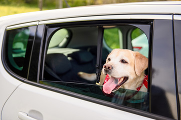 Labrador retriever Dog looks out car window. Concept animal travel road trip. Dog Sticking His Head Out Of A Car.