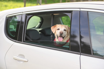 Labrador retriever Dog looks out car window. Concept animal travel road trip. Dog Sticking His Head Out Of A Car.