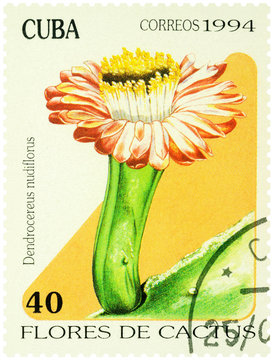 Cactus Dendrocereus nudiflorus on postage stamp