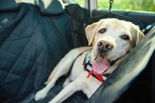 Carriage of a dog in a car. Car cover for animals. Dog in the car. Labrador travels.