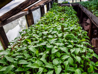 Seedlings of pepper. Pepper in greenhouse cultivation. Seedlings