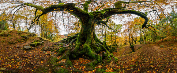 Urwald in Spanien mit moosigen Felsen und knorrigen Bäumen