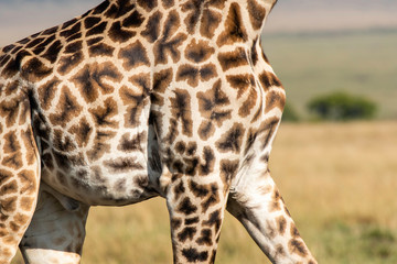 Closeup of Giraffe legs while grazing in the plains of africa inside Masai Mara National Reserve during a wildlife safari