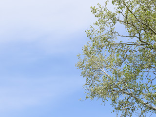 Silver poplar against the sky. Recently bloomed buds and young l