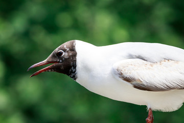 Adult black headed gull, close up portrait, Chroicocephalus ridibundus.
