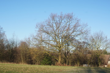 Kastanienbaum ohne Blätter