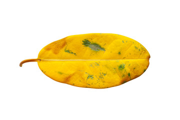 Yellow leaf isolated on a white background. Fading, drying yellow leaf. Concept of life cycle speed and aging problems.