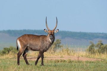 A male waterbuck grazing in the plains of Africa inside Masai Mara National Reserve during a wildlife safari
