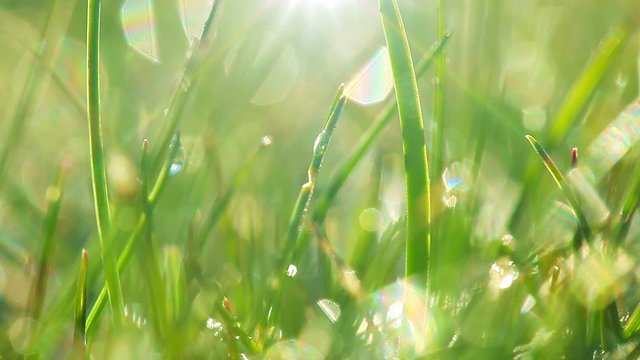 drops of dew on a green grass. timelapse.