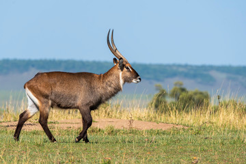 A male waterbuck grazing in the plains of Africa inside Masai Mara National Reserve during a wildlife safari