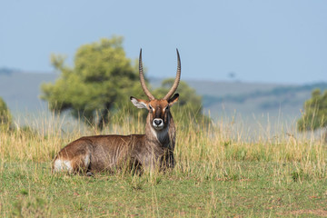 A male waterbuck grazing in the plains of Africa inside Masai Mara National Reserve during a wildlife safari