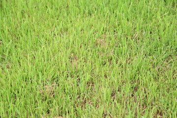 real green grass background