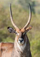 A male waterbuck grazing in the plains of Africa inside Masai Mara National Reserve during a wildlife safari