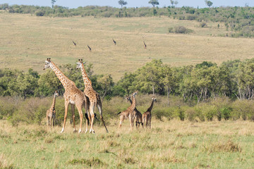 Two Giraffes fighting for right to mate inside Masai Mara National Reserve during a wildlife safari