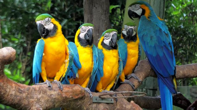 Colorful Macaw parrots sitting on the tree branch against jungle background on rainy day, blue-and-yellow macaw close-up