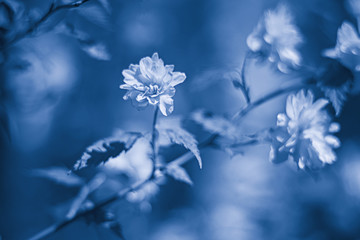 Many beautiful  flowers on a branch close up, blurred background, Toned Trendy classic blue color of the year 2020,  partial blur
