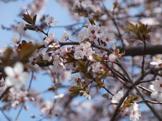 Kirschblüten