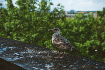 Close up portrait of seagulls looking through the blurred Tallinn medieval city and its famous orange roofs and churches as a background