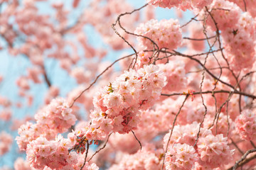 Blumen im Frühling