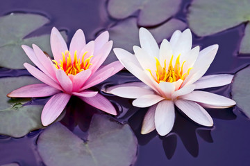 white and pink lotus flower on water