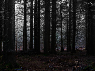 Dark trees in the abdominal forest, gloomy and frightening atmosphere