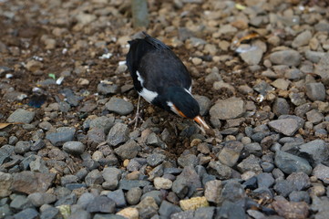 The pied myna or Asian pied starling (Gracupica contra) is a species of bird from the family...
