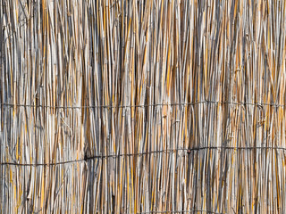 The wall of the reed stalks