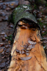 Obraz premium Nahaufnahmen im Wald