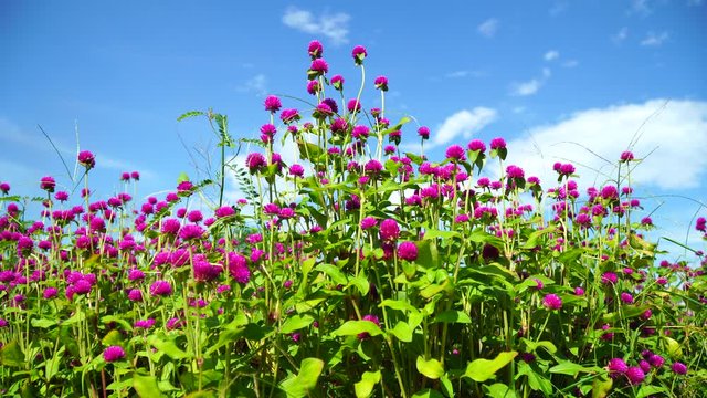 Button flowers, gomphrena (Bunga Kancing or Bunga Kenop) are ornamental plants with a petite appearance. The flowers are round and grow dense, with long stems so they are used as flower arrangements.