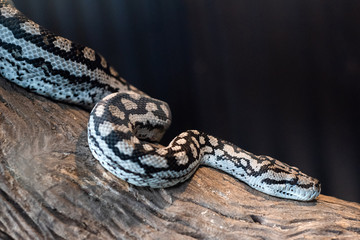 Python snake on branch