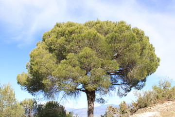 natural