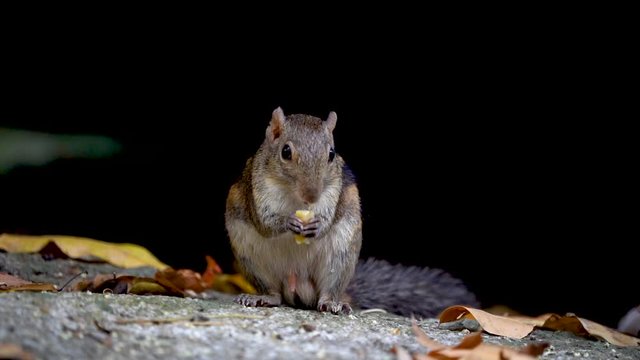 Himalayan striped squirrel, Burmese striped eating food on the stone in the forest. (Scientific name: Tamiops mcclellandii)