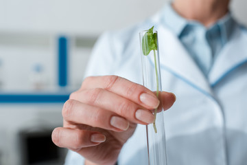 cropped view of biologist holding test tube with leaves