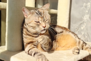 チッと舌打ちする表情の猫アメリカンショートヘアー