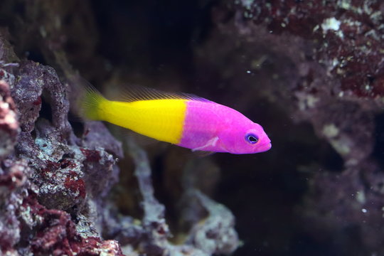 Pseudochromis paccagnellae. Royal dottyback among the reefs