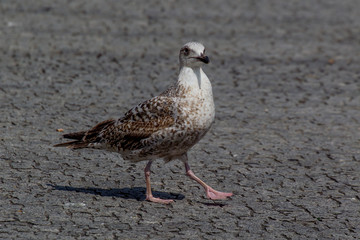 mouettes