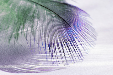color bird feather lying on the white paper in sunlight