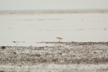 The Javan plover (Charadrius javanicus) is a species of bird in the family Charadriidae. It is endemic to Indonesia. Its natural habitats are sandy shores and intertidal flats