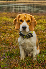 Beagle sitzt in der Natur 