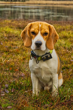 Beagle sitzt in der Natur 