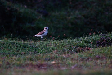 The Javan plover (Charadrius javanicus) is a species of bird in the family Charadriidae. It is endemic to Indonesia. Its natural habitats are sandy shores and intertidal flats.