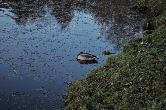 Photo of a wild duck and a drake sleeping in an overgrown pond