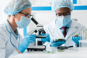 selective focus of biologist using microscope and african american colleague looking at leaves on...