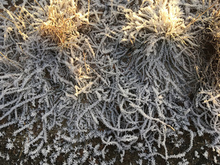 Frost on the grass. The early winter frosts the earth with white ice crystals.