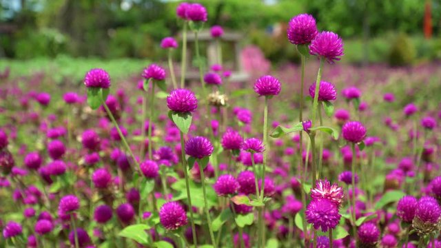 Button flowers, gomphrena (Bunga Kancing or Bunga Kenop) are ornamental plants with a petite appearance. The flowers are round and grow dense, with long stems so they are used as flower arrangements.