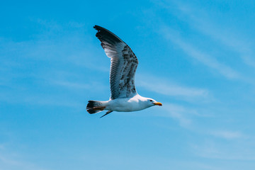 Turkish Seagull