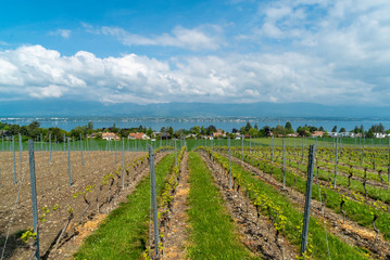 Fototapeta na wymiar Beautiful terraced vineyards village Yvoire near the Lake Geneva, France in spring. 
