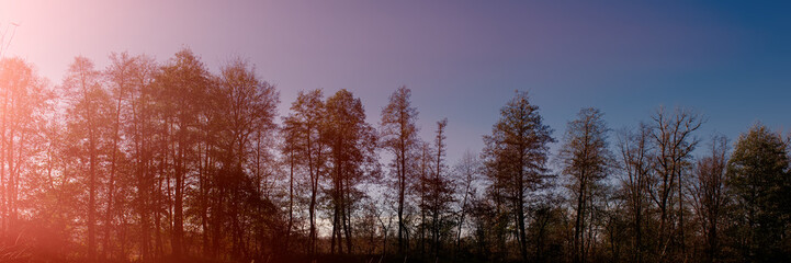 Sun, deciduous forest and meadow at noon. Autumn season.