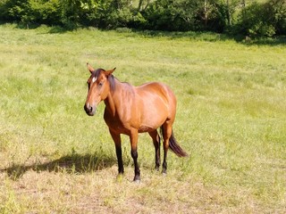 Sad brown horse in a field in summer